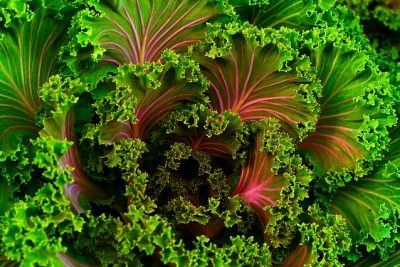 healthy food for oral hygiene