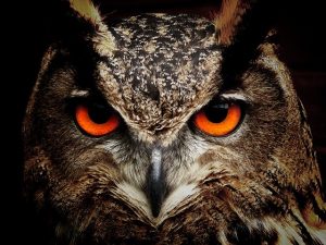 wise owl