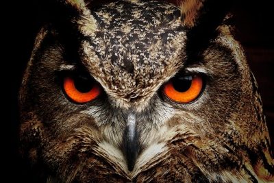 wise owl